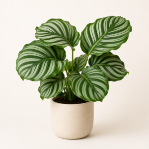 Calathea Orbifolia