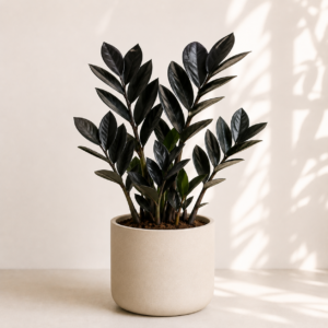 Zamioculcas Raven