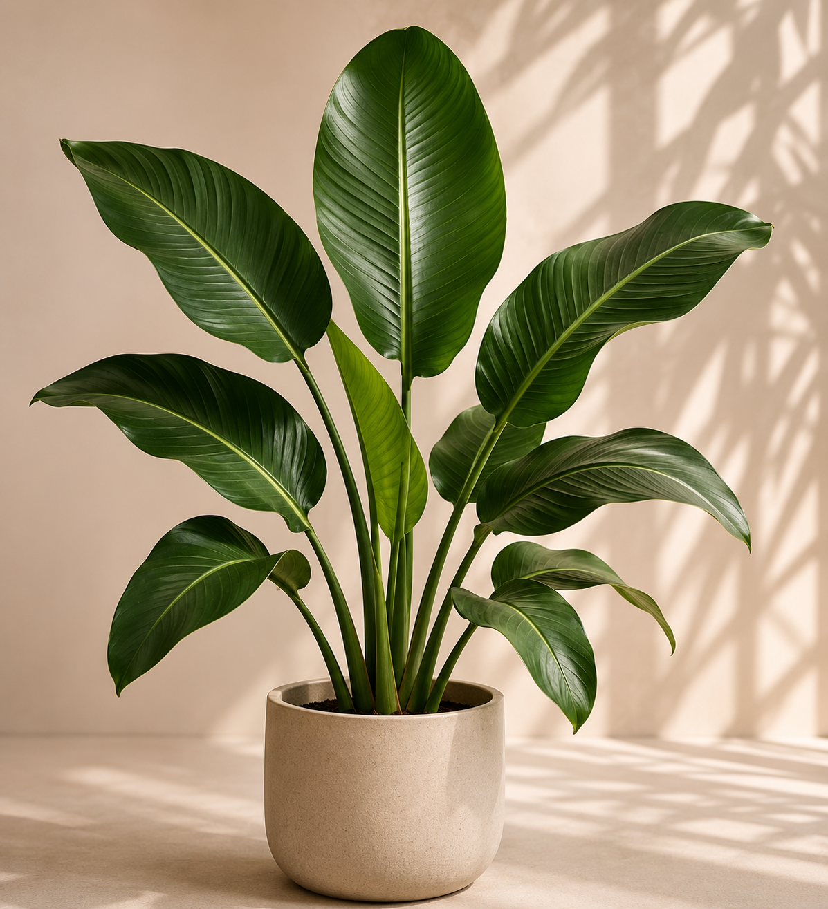 Strelitzia Nicolai