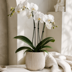 Orchid Phalaenopsis White