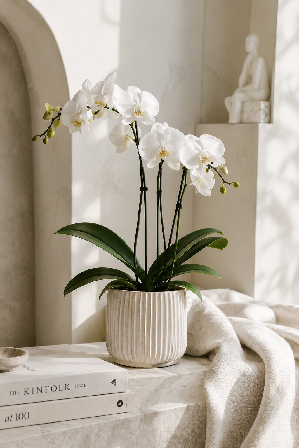Orchid Phalaenopsis White