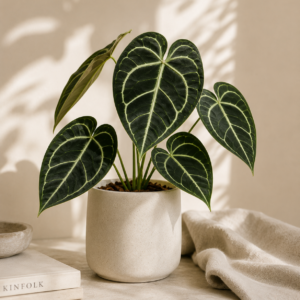Anthurium Clarinervium