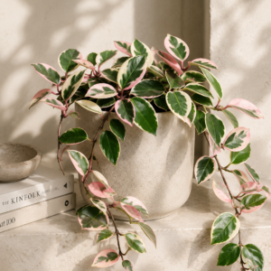 Hoya Carnosa Tricolor