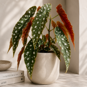 Begonia Maculata